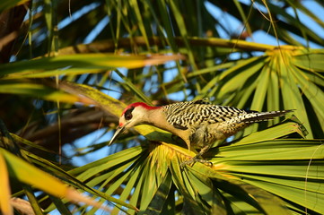 West Indian Woodpecker (Melanerpes superciliaris) .  Cuba