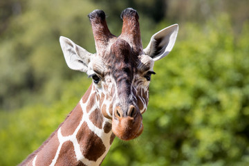 Portrait of a young male Reticulated Giraffe, Giraffa camelopardalis reticulata,