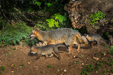 Naklejka na ściany i meble Grey Fox Vixen and Kits (Urocyon cinereoargenteus) Walk Left