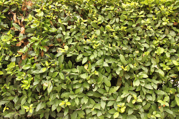 Natural green leaf texture