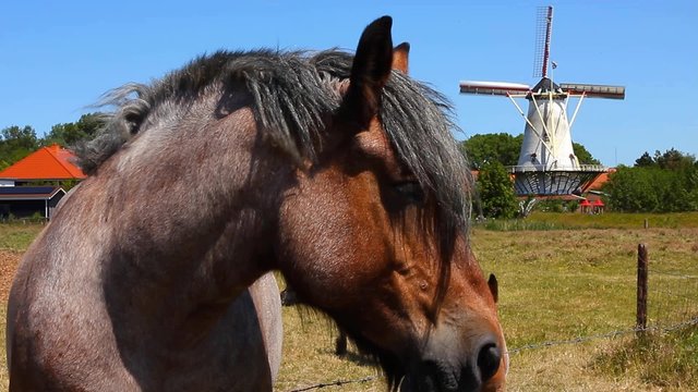 Horses In Front Of Windmill - Netherlands