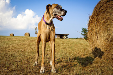 Sweet great Dane standing next to hay bale looking right on farmland in Kentucky