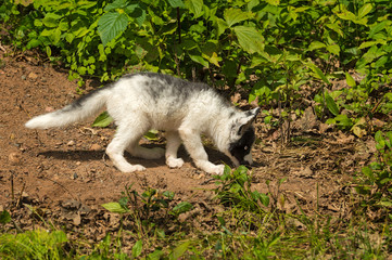 Obraz premium Young Marble Fox (Vulpes vulpes) Sniffs the Ground