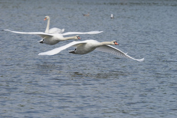Obraz premium Mute Swan in the flight.