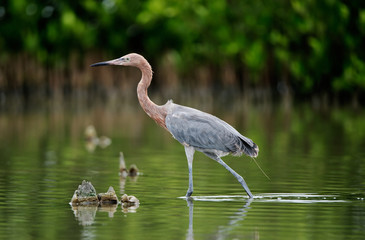 Little Blue Heron