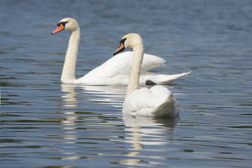 Fototapeta premium Mute Swan - Pair