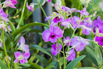 orchid flower