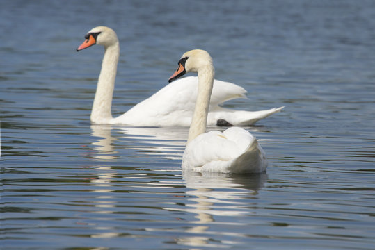 Mute Swan - Pair