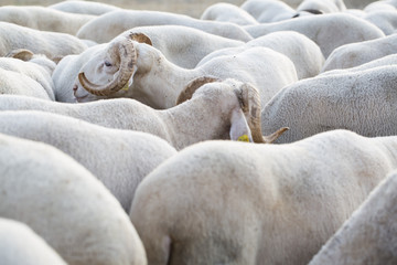 Memeli Küçük Baş Hayvanlar