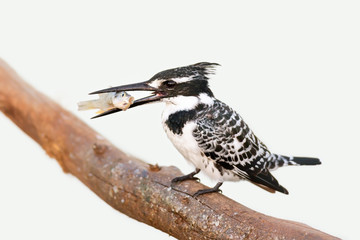 Pied Kingfisher with fish