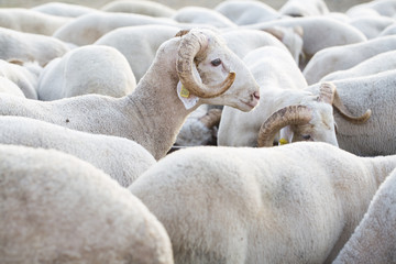 Naklejka premium Koyun ve Koçlar