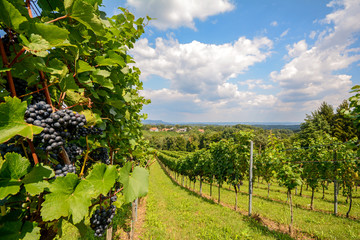 Fototapeta na wymiar Vineyards in Southern Styria near Gamlitz, Austria Europe 