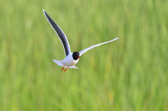 the front of Black-headed Gull (Larus ridibundus) flying