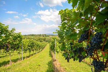 Fototapeta na wymiar Weinreben im Weinberg, Rotwein vor der Ernte, Steiermark bei Gamlitz, Österreich