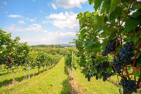 Weinreben im Weinberg, Rotwein vor der Ernte, Steiermark bei Gamlitz, Österreich