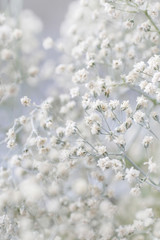 Background with tiny white flowers (gypsophila paniculata), blur