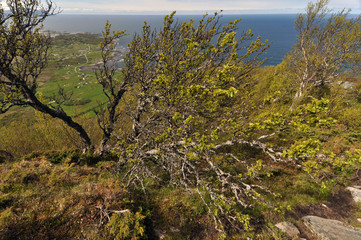 Obraz premium Norwegian nature / There are mountains plunging into the sea from hundreds of metres, fjords, tall mountain peaks, northern lights and midnight sun.