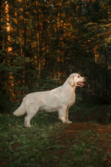 Golden retriever in the woods