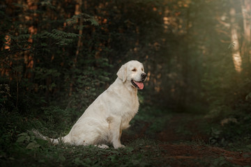 Golden retriever in the woods