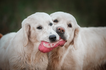 Golden retriever in the woods