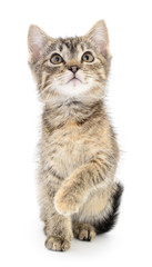 Kitten on a white background