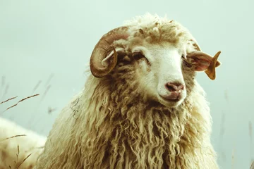 Selbstklebende Fototapeten sheep portrait © YARphotographer