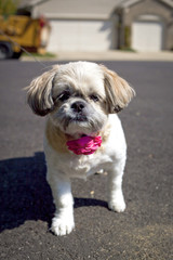Little shih Tzu with pink flower on pavement
