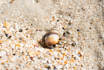 shell on the beach