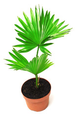 Palm tree in a pot