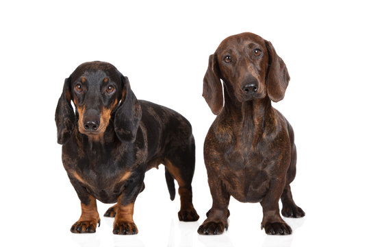 two dachshund dogs standing on white