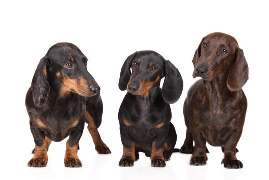 three dachshund dogs together on white