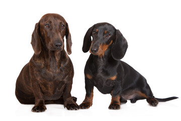 two dachshund dogs together on white