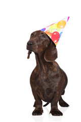 funny dachshund dog in a birthday hat