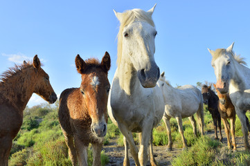 Fototapeta na wymiar White horses of Camarque