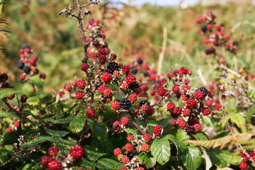 Blackberry Bush