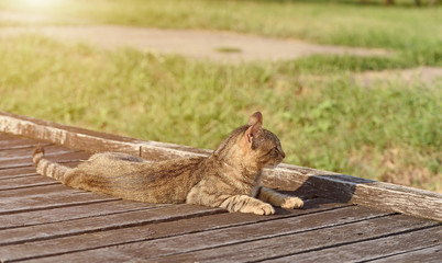 Cat resting in the park