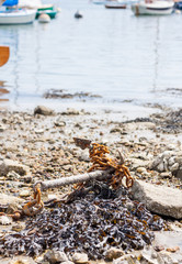 Anchor and seaweed on pebble beach