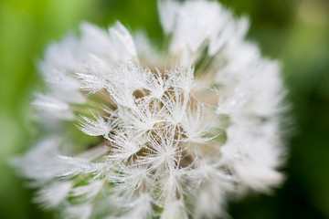 Fototapeta premium summer morning dew on a plant with blurred background