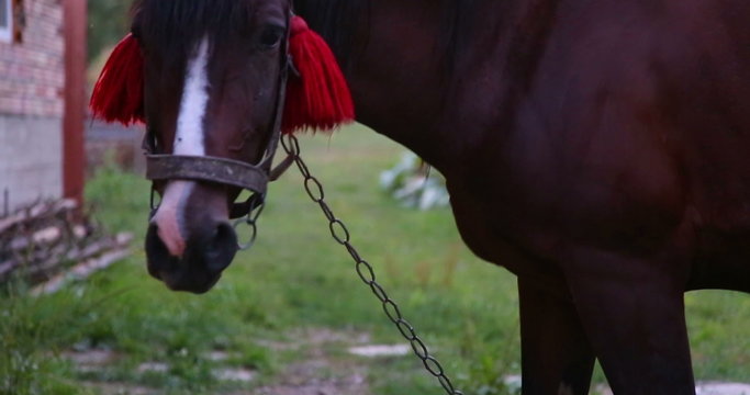 The horse is looking forward and then eating grass. Close-up.