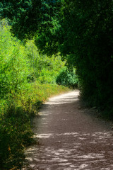 Plakat Forest path