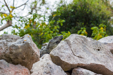 Mexican Iguana