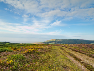 Fototapeta na wymiar Exmoor landscape with heather, gorse and sea view. UK.