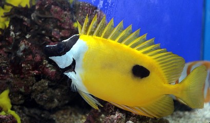 Poisson exotique