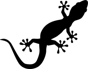 Obraz premium Gecko silhouette