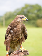 Buzzard on hand outdoors. Buteo buteo.
