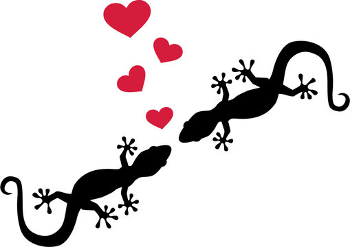 Two geckos in love