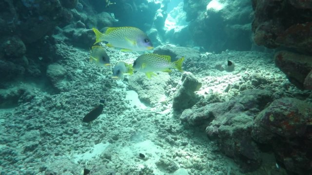 Schwarztupfen-S&uuml;sslippe (Plectorhinchus gaterinus)