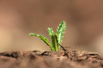 close up shot of weed in the mulch
