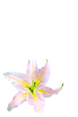 Fototapeta premium beautiful white lily isolated on white background