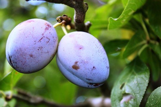 "Wangenheims Fr&uuml;hzwetsche" plums on a tree in a garden